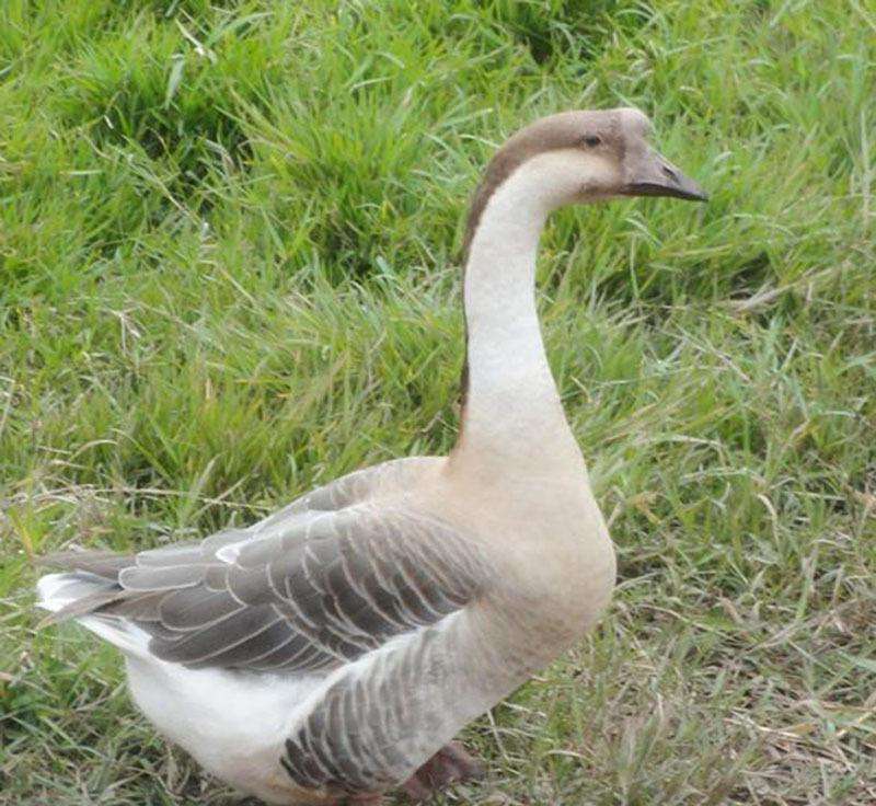 鹅过敏的原因,鹅过敏有什么症状