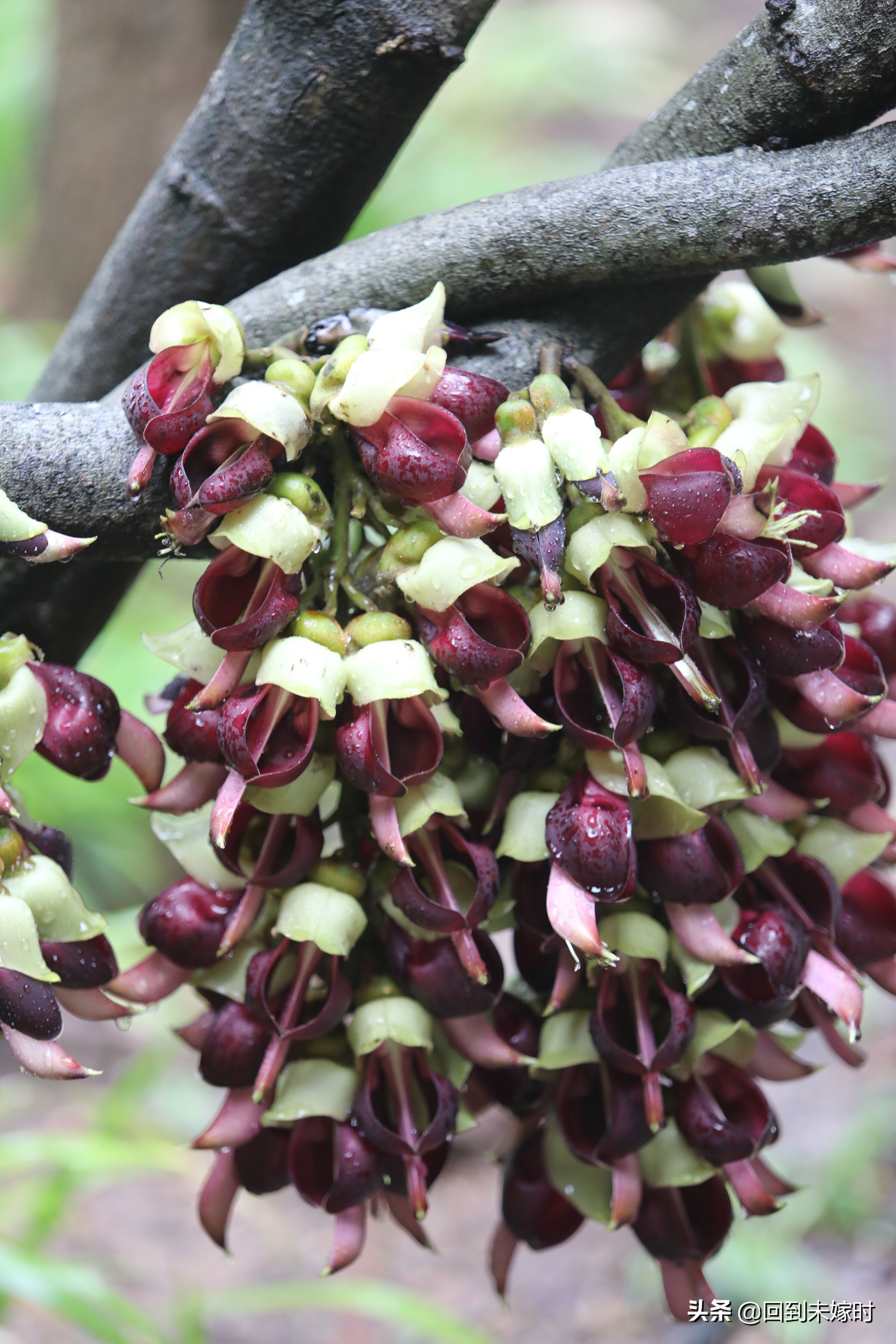 深圳东湖公园禾雀花,深圳东湖公园现在有花吗