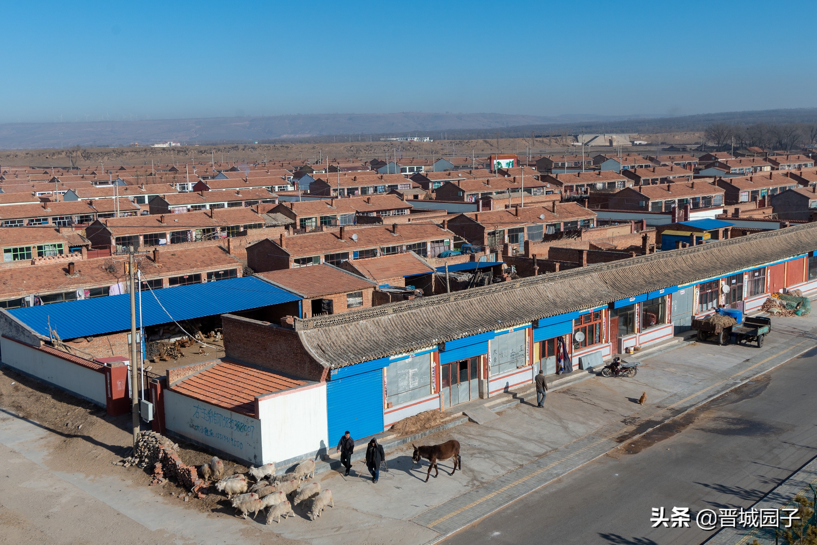 骄萌的毛驴洁白的羊群率真的老汉，看冬日的右玉古城阳光明媚