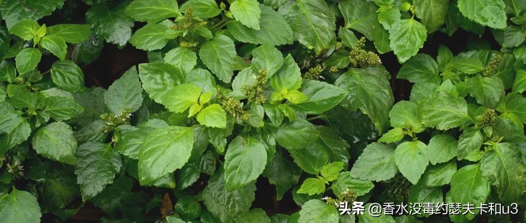 保罗古龙香水男士,亨利男士香水