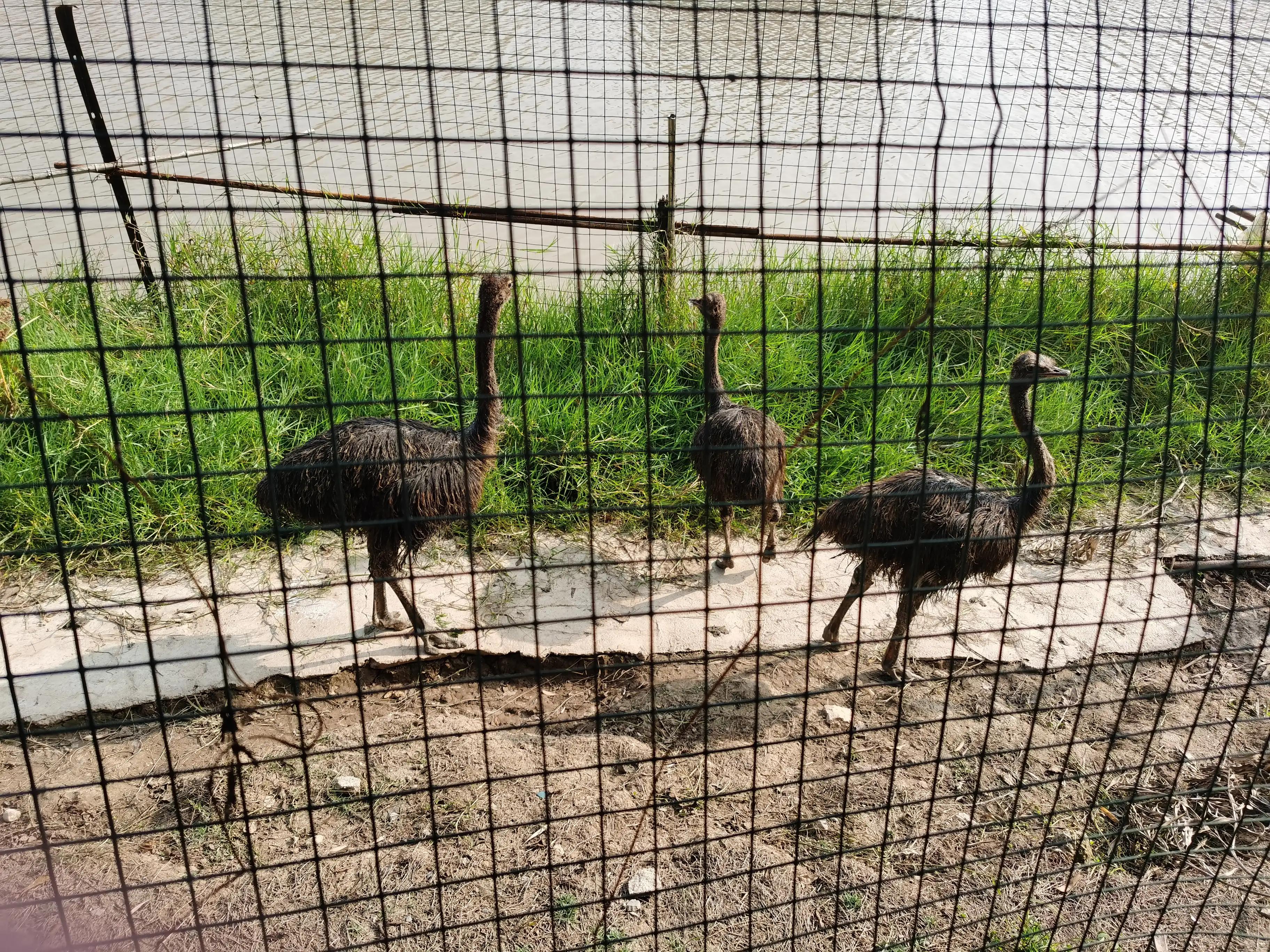 绿地铂瑞酒店沈阳遛娃,武汉汉南遛娃好去处