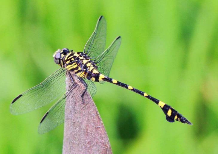 蜻蜓为什么3亿年不进化,史前巨型蜻蜓体长二米