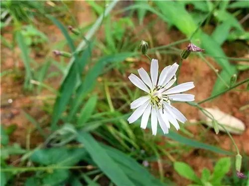 那些常见却叫不上名字的野花野草,常见的野花野草却是农家之宝