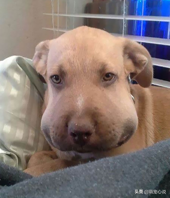 被蜜蜂给蛰了的猫咪狗狗们,猫咪狗狗被蜜蜂蜇了咋办