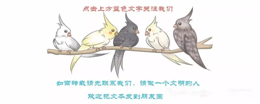 虎皮鹦鹉预防疾病,鹦鹉呼吸道疾病怎么治疗