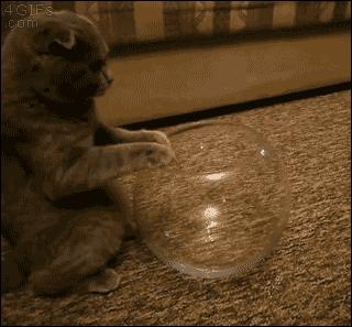 猫的前肢骨骼结构图,猫骨骼结构图及说明