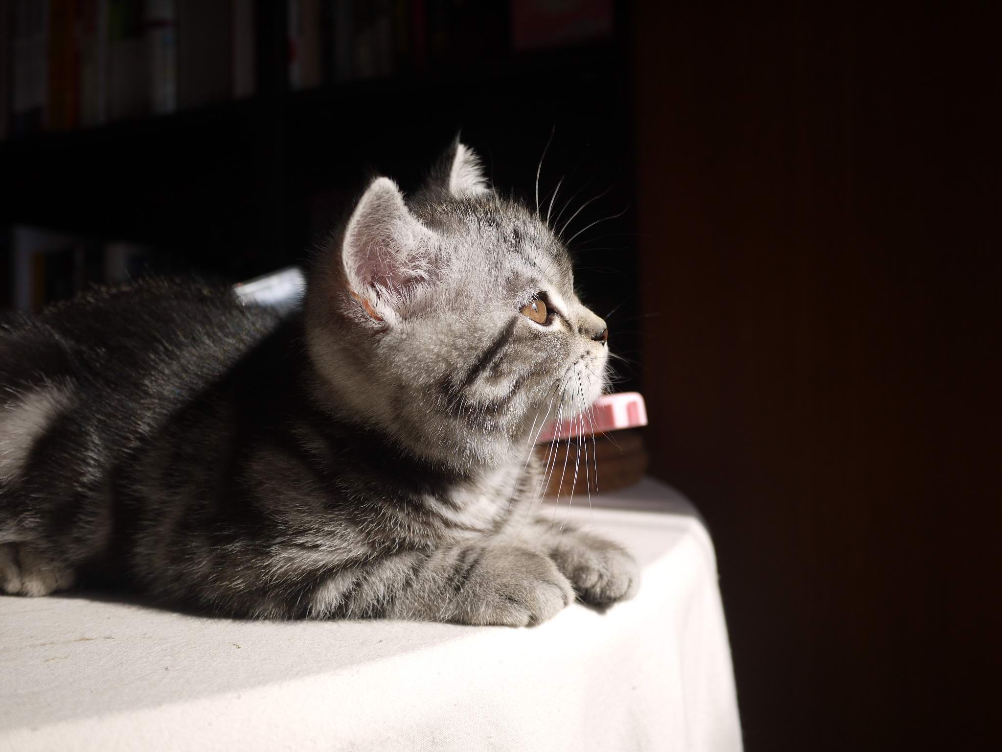 猫咪也会放屁吗,猫咪也会大便失禁吗