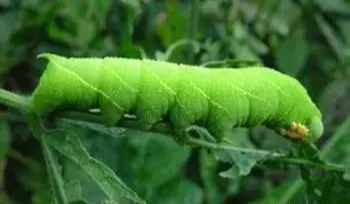 农村里的大豆虫会变成什么,大豆虫变甲虫