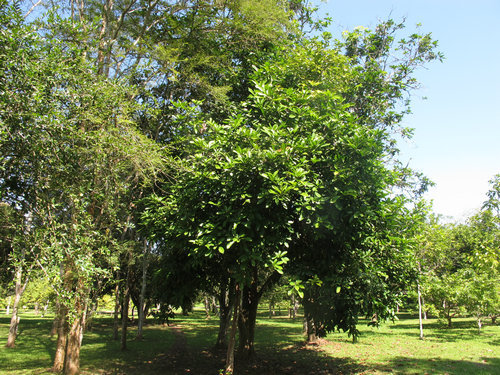 可乐能长在树上吗,可乐是树上长的吗