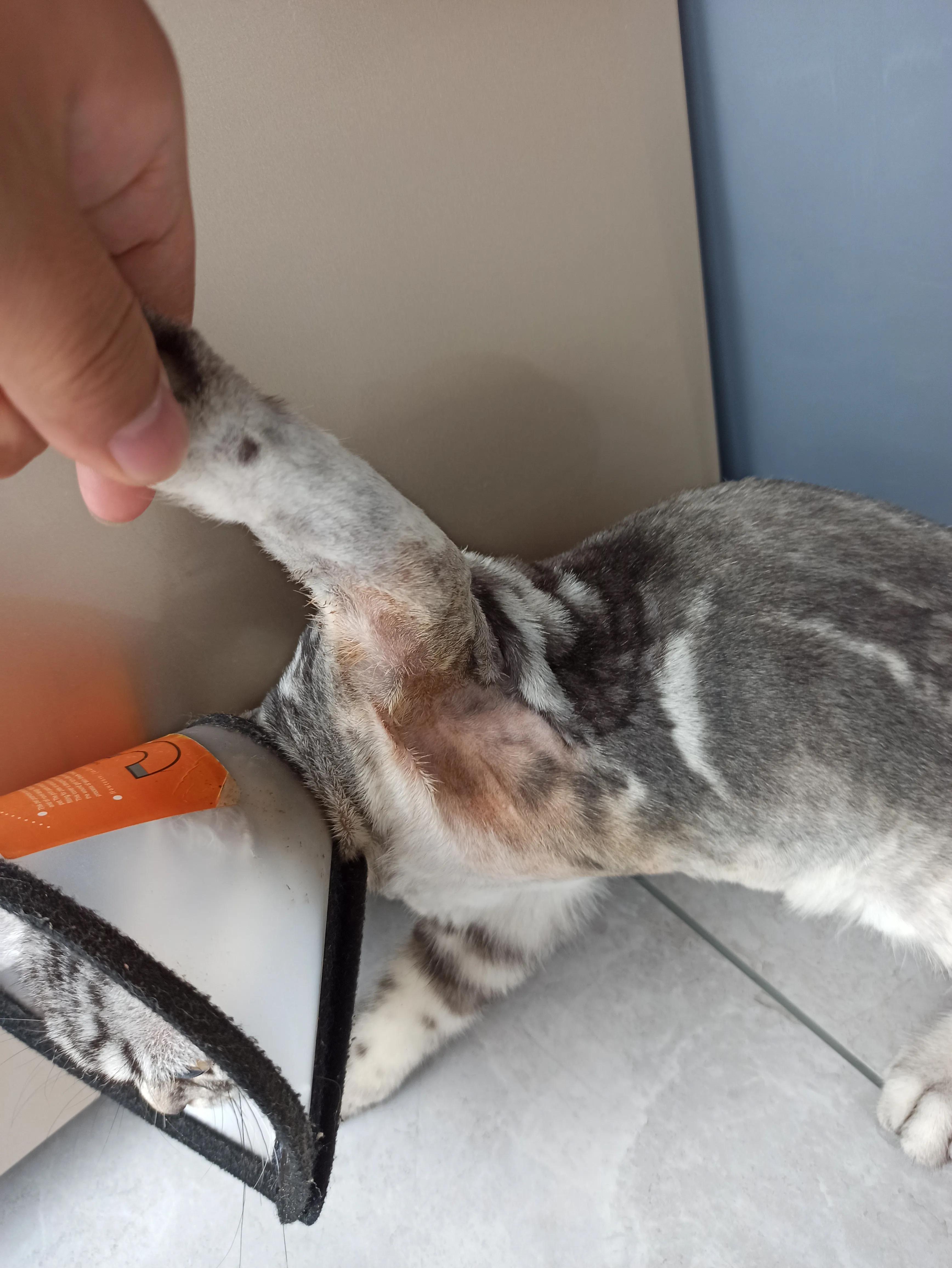 猫癣治疗的四个阶段,猫癣治愈的过程