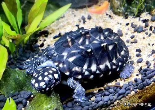 新手养水龟最好养什么龟,新手养半水龟哪个品种好