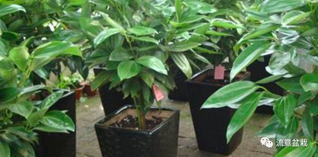 富贵竹叶子发黄怎么救还没有生根,平安竹叶子发黄干枯怎么补救