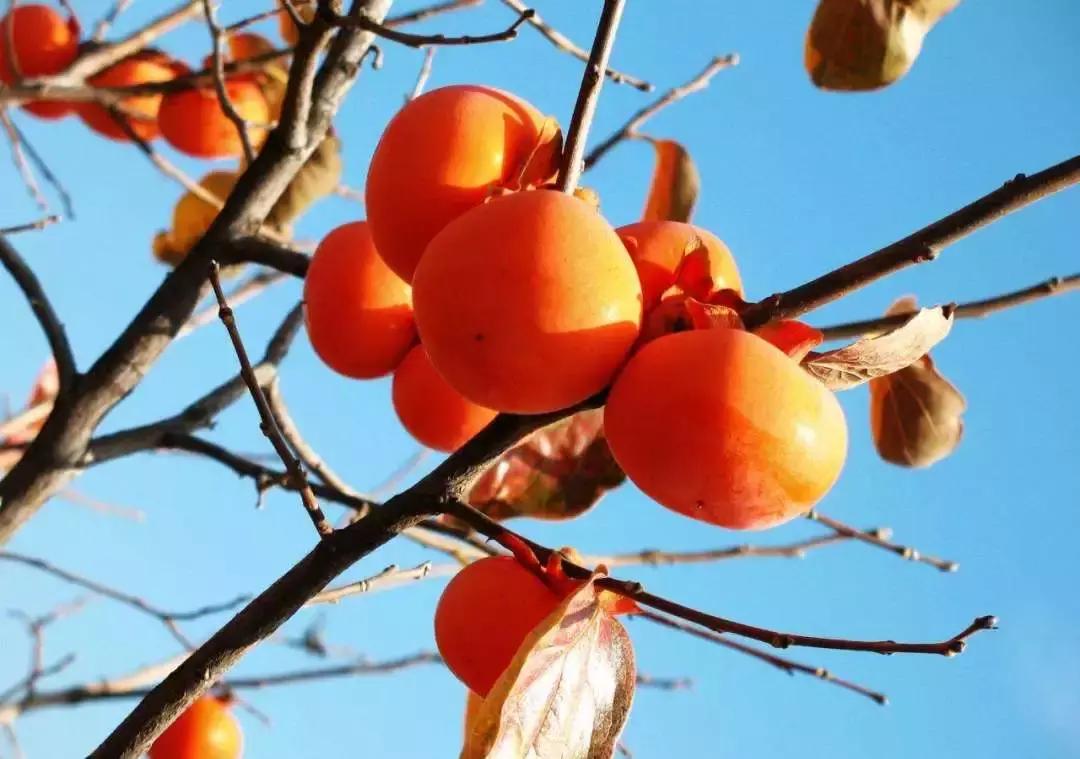 火晶柿子哪个品种好吃,火柿子长安十二时辰