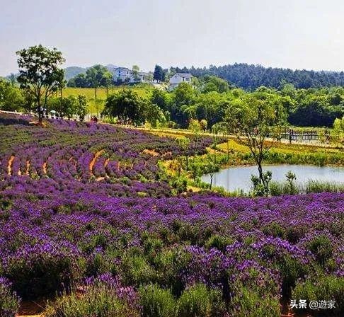 又到了薰衣草盛开的季节,上海市薰衣草花海