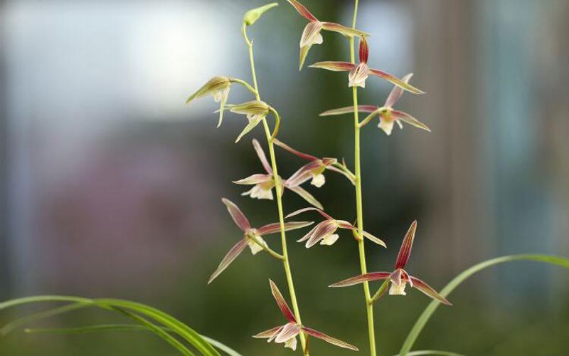 寒兰不长是怎么回事,寒兰为什么不耐寒