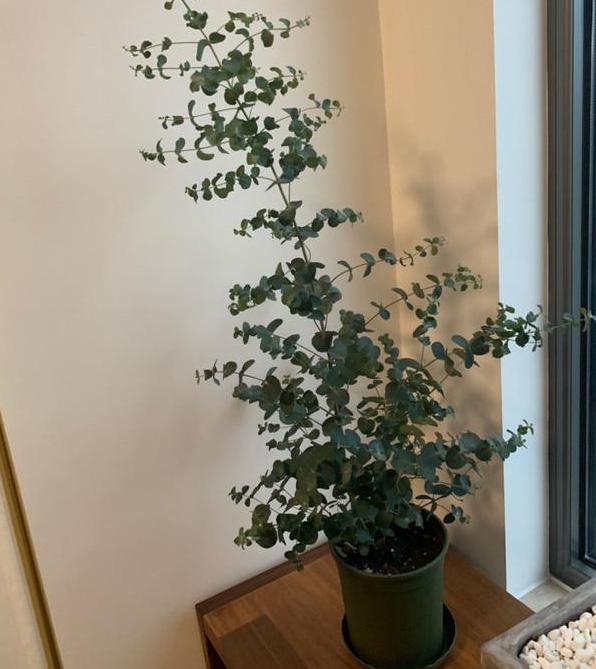 原叶尤加利盆栽怎么养,最适合盆栽的尤加利品种