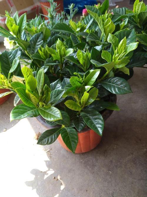 栀子花水大了叶子发黄怎么办,栀子花叶子发黄干叶家用方法