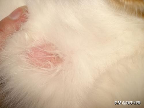 猫咪头部出血结痂,猫咪头部糜烂