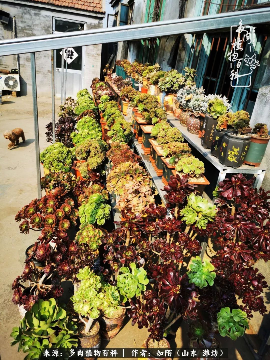 凤凰涅槃,浴火重生!多肉法师圣斗士们的秋天!(附养护经验)