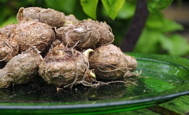 马蹄莲冬季养护,马蹄莲种球冬季栽种