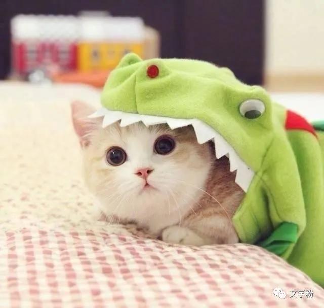 吸引男人幽默风趣的俏皮句子文案,销售幽默风趣吸引人的文案句子