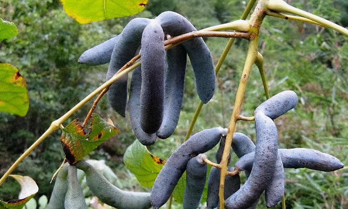 百种果子简介,百种果实图片