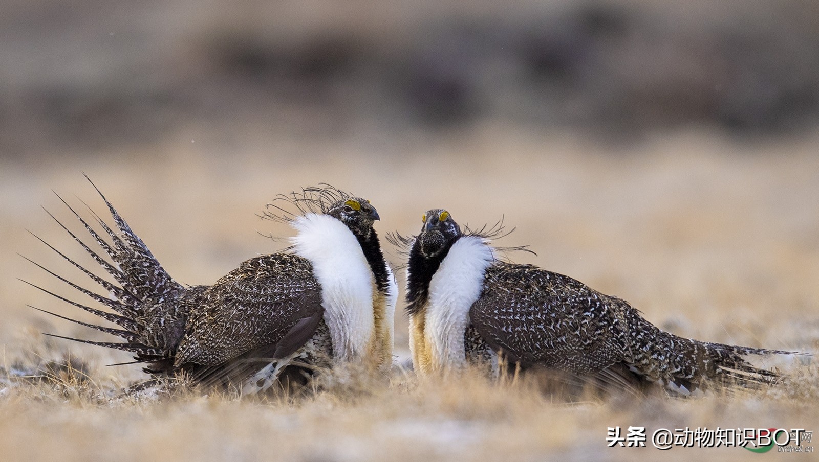 拥有“G*杯罩**”的雄鸡——艾草松鸡，女生看了都自愧不如