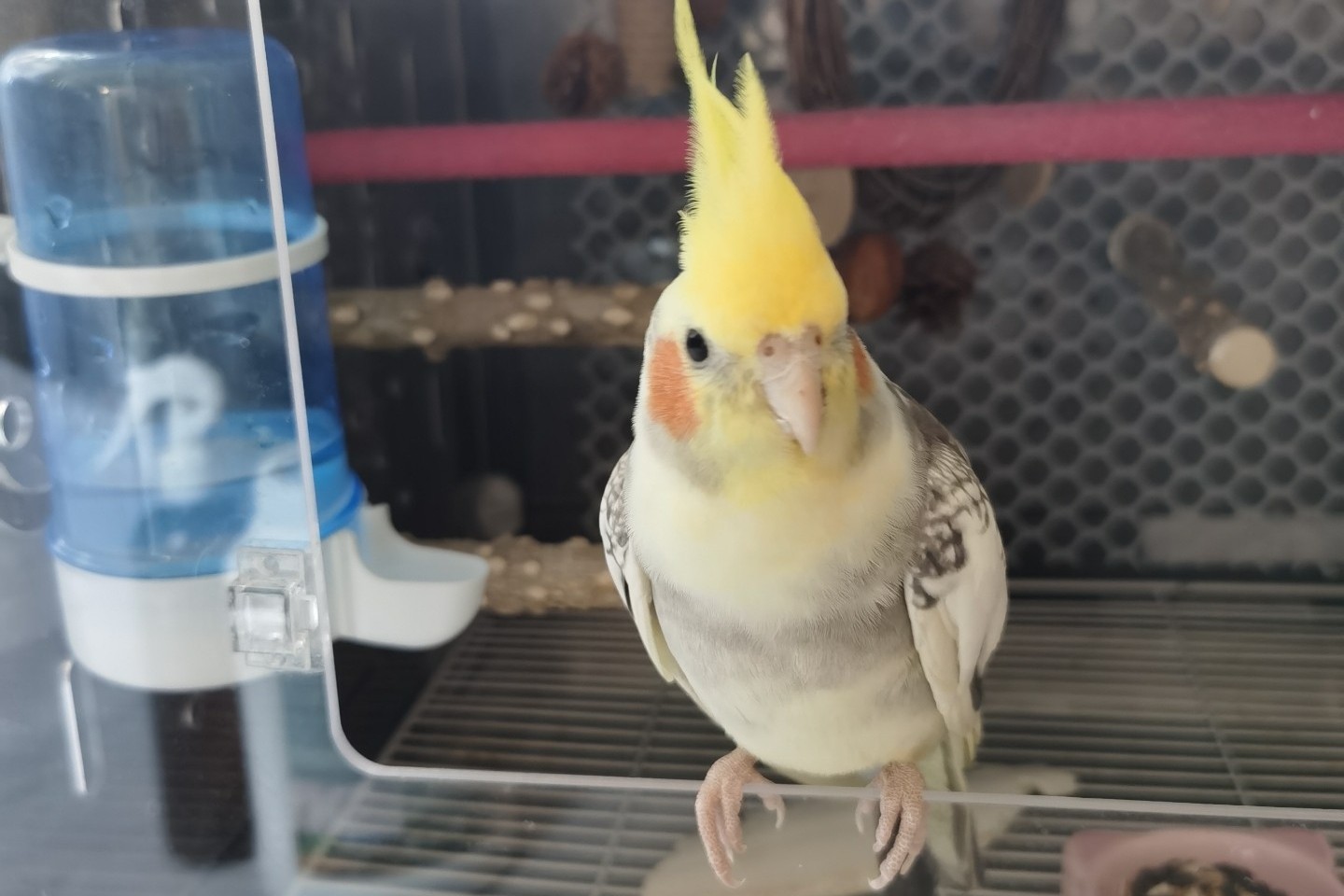 玄凤鹦鹉刚出生怎么辨别品种,玄凤鹦鹉有多少个品种