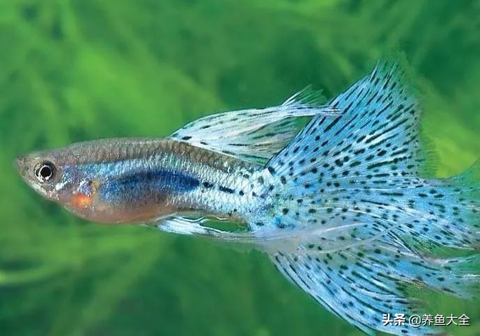 好养的能和乌龟一起养的观赏鱼,观赏鱼大鱼好养还是小鱼好养