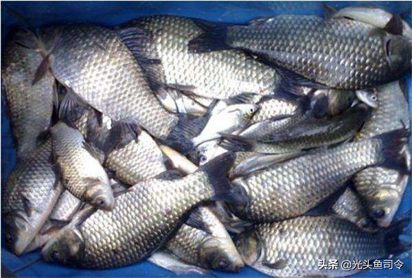 钓了几条鱼就不开口了,现在钓新鱼为什么不能打窝