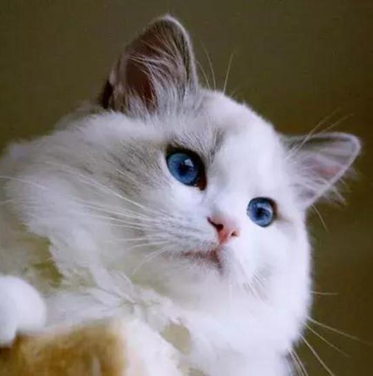 猫中贵族一只多少钱,猫多少钱一只波斯猫