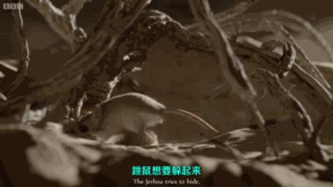 可爱的沙漠小跳鼠,米老鼠沙漠跳鼠