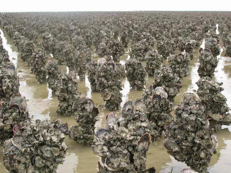 北海特色农产品,北海有名水产品