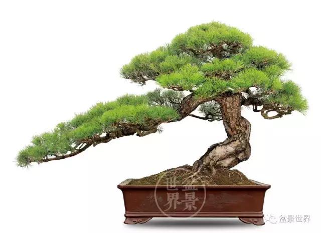 松树盆景经典大片,大斜杆式盆景得金奖作品松树