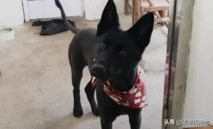 养狗真实感受图片,养狗黑的好还是黄色的好