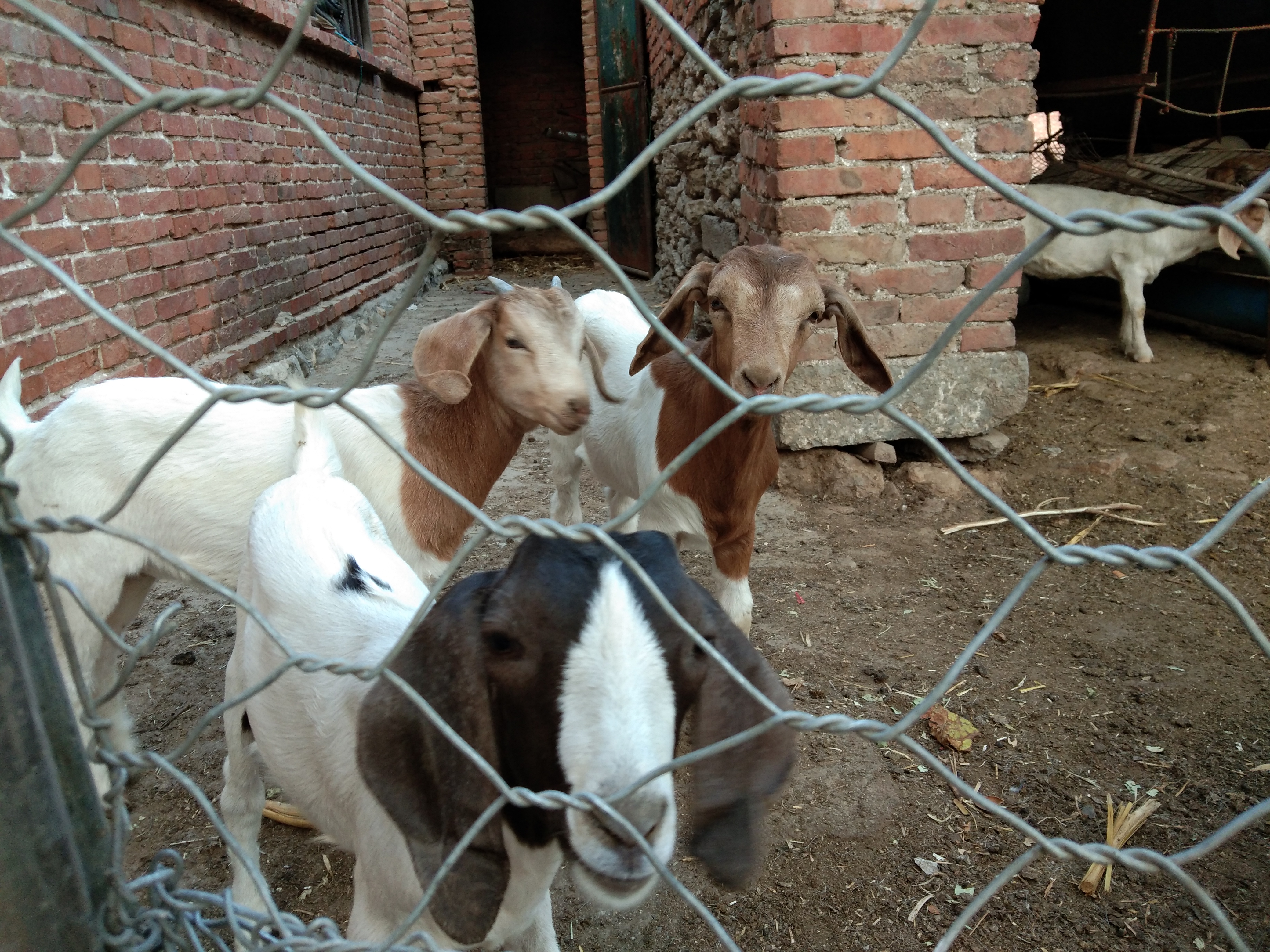 山羊品种最好,山羊中什么羊最好养