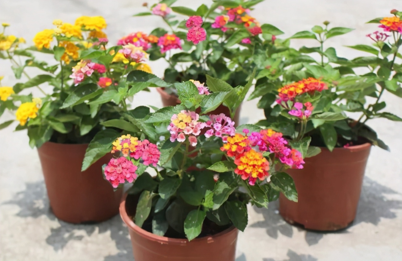 新手如何养好花卉,新手盆栽花怎么养