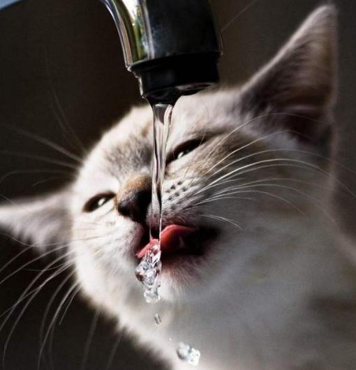 怎样克服猫咪怕水不爱洗澡的问题,猫咪为什么怕水怕洗澡