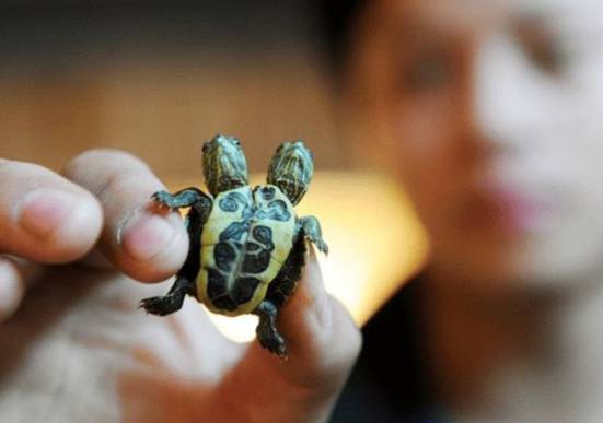 日本变异双头龟引发关注,日本现双头六腿龟