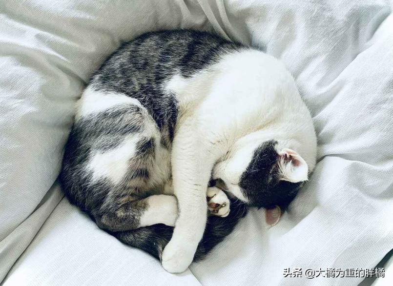 猫咪怕冷怕热是什么表现,猫咪怕冷吗多少度猫咪会受不了