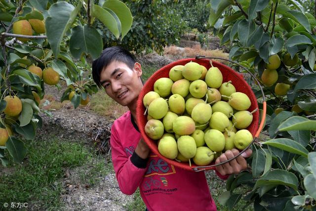盘点十大新疆的特产,新疆有哪些受欢迎的水果