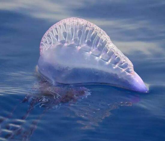 世界上最毒的水母蜇人,世界上十种最毒的水母