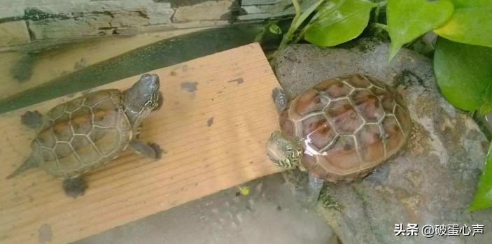 养龟到底换不换水好养活,养龟应注意哪几点