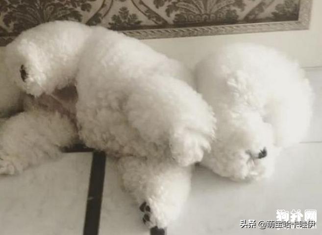 比熊犬什么发型好看,比熊犬好看的发型