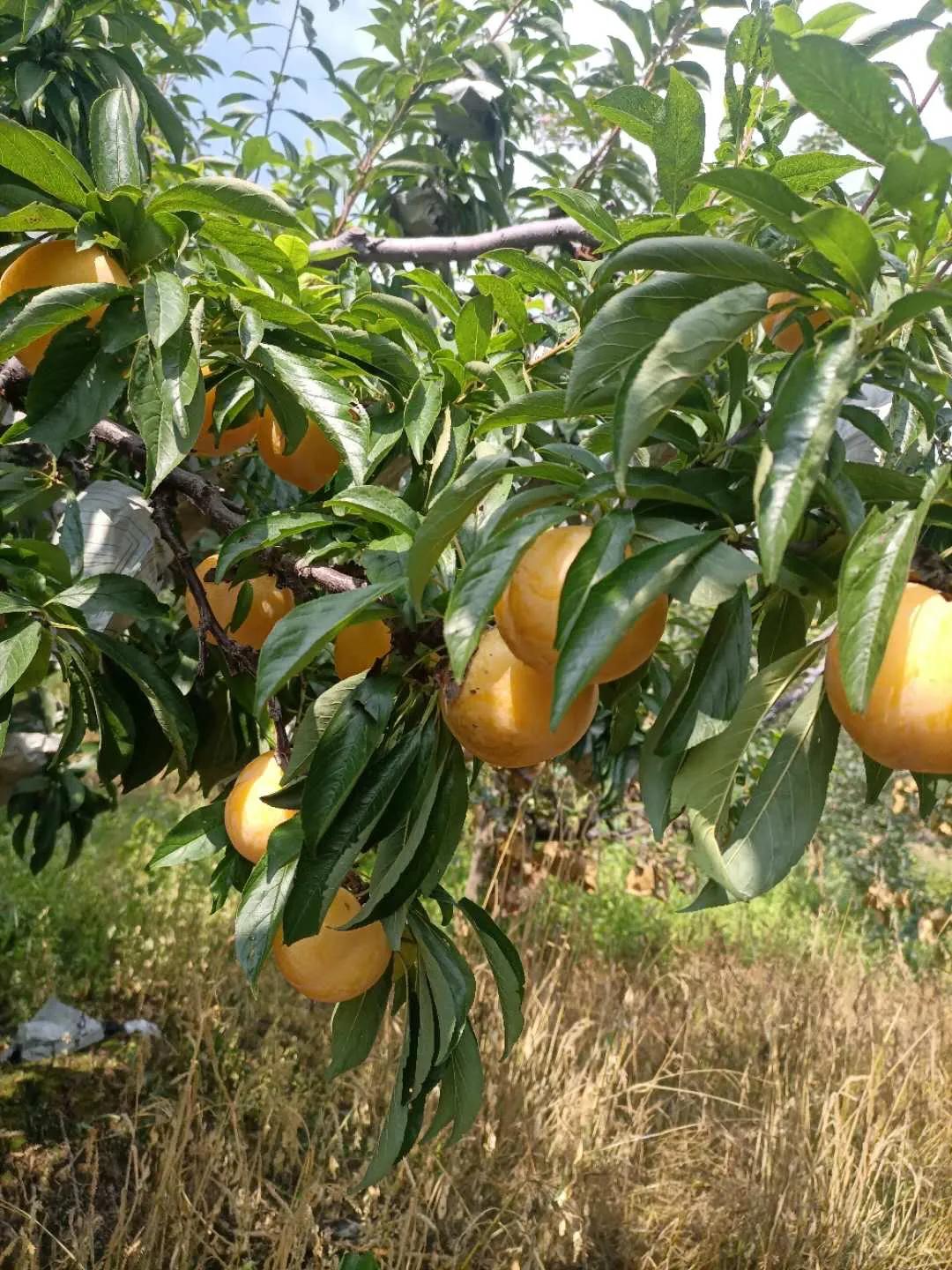 采蘑菇的小姑娘歌曲原唱,采蘑菇的小姑娘的歌词