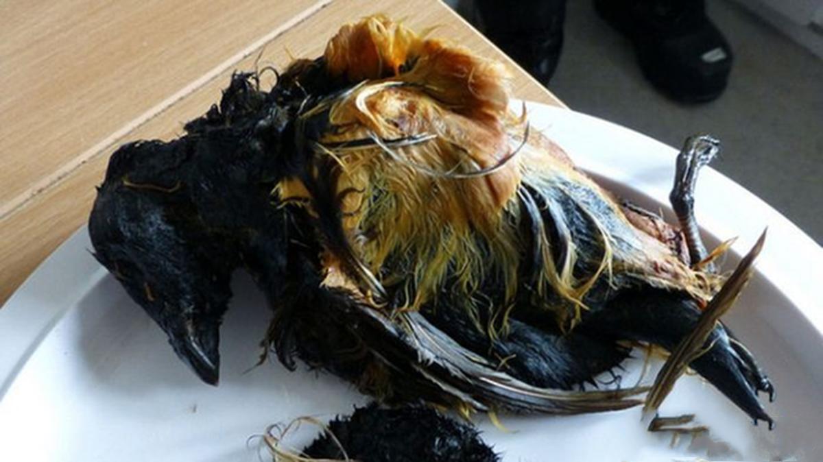 因纽特人有种奇怪美食：海燕放海豹肚腌制，3年后取出生吃，真香