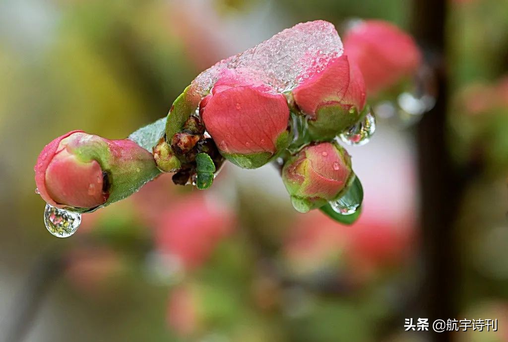 薄荷淡香原创诗歌（08060期）