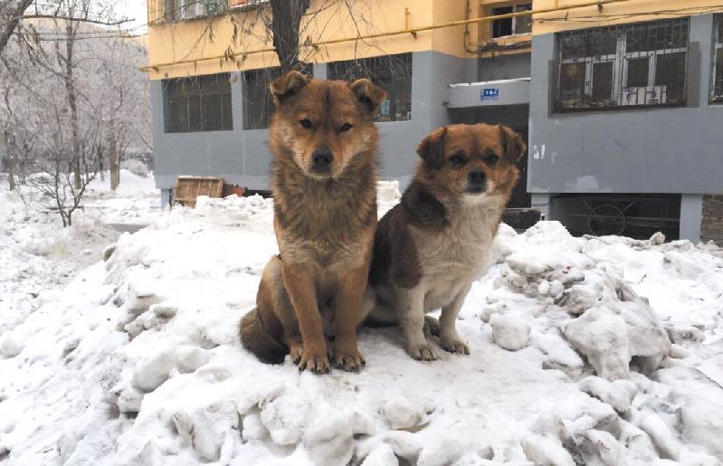 咬伤女童黑犬如何处置,被野狗咬伤如何索赔找不到主人