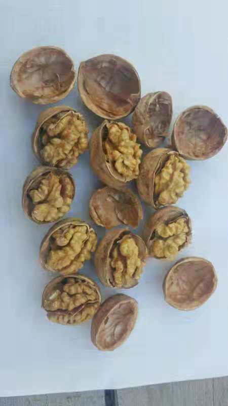 特早熟高产核桃,核桃硒府一号南方种植