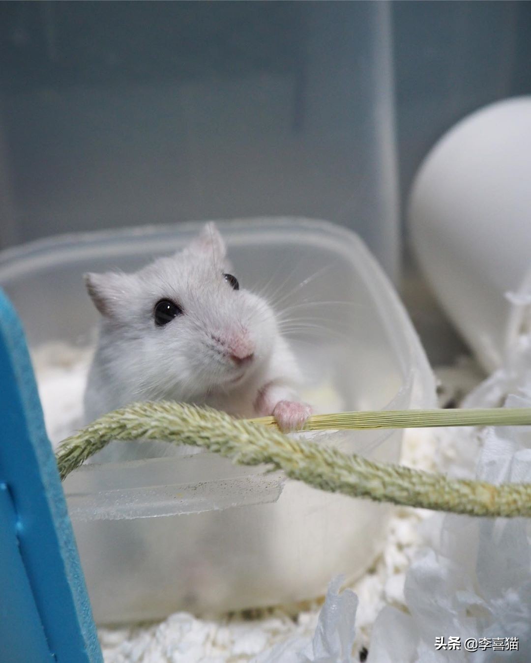 怎样养仓鼠才会让它亲近主人呢,仓鼠该怎么养才能让它听话